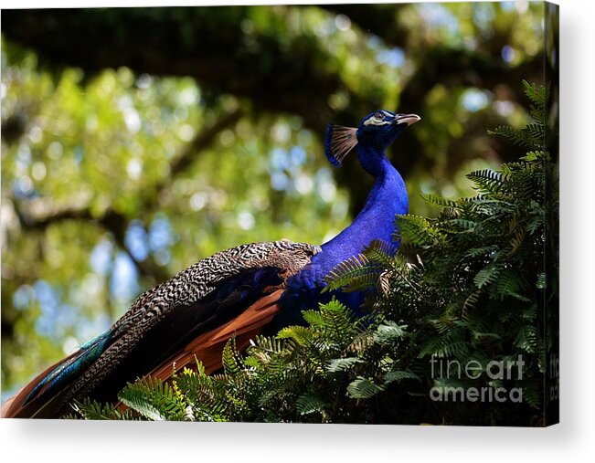 Peacock Acrylic Print featuring the photograph Look Up by Julie Adair