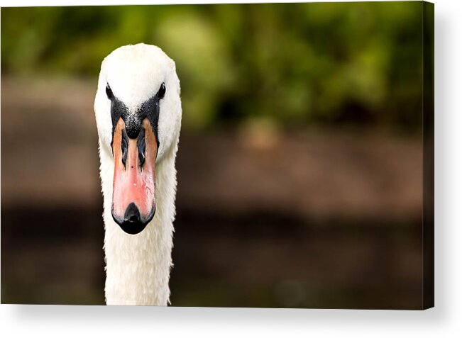 Swan Acrylic Print featuring the photograph Looking at you by Shaun Mills