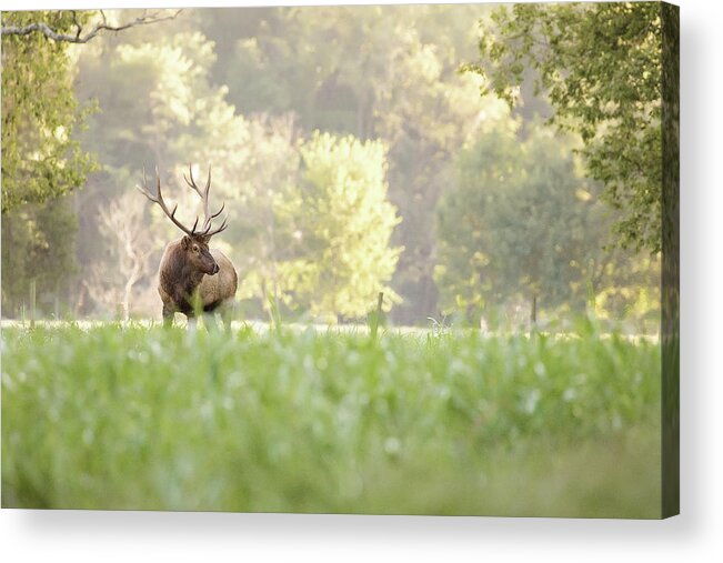 Elk Acrylic Print featuring the photograph Looking for Love by Eilish Palmer