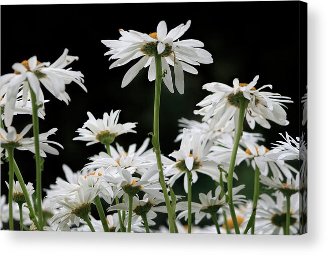 Daisies Under View Acrylic Print featuring the photograph Looking Up at at Daisies by Dorothy Cunningham