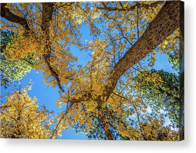 Autumn Acrylic Print featuring the photograph Looking Up by Maria Coulson