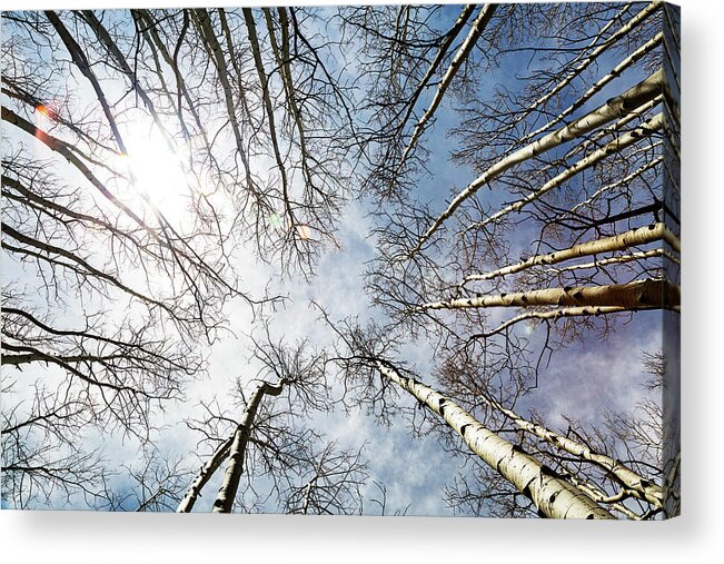 Trees Acrylic Print featuring the photograph Looking Up on Tall Birch Trees by Good Focused