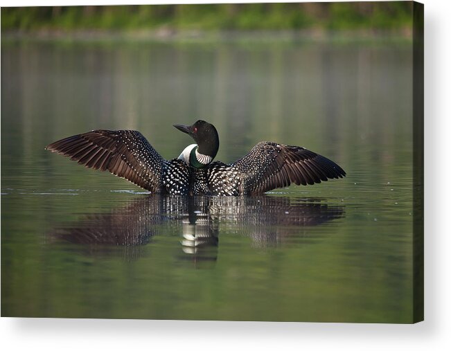 Long Pond Acrylic Print featuring the photograph Loon by Benjamin Dahl