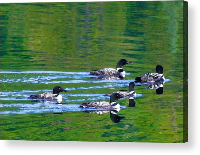  Acrylic Print featuring the photograph Loons in Green Lake by Polly Castor