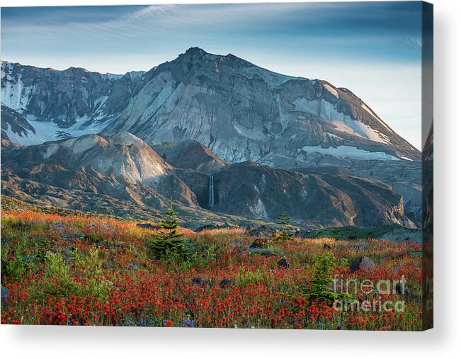 Mount St Helens Acrylic Print featuring the photograph Loowit Falls Mount St Helens Wildflowers by Mike Reid