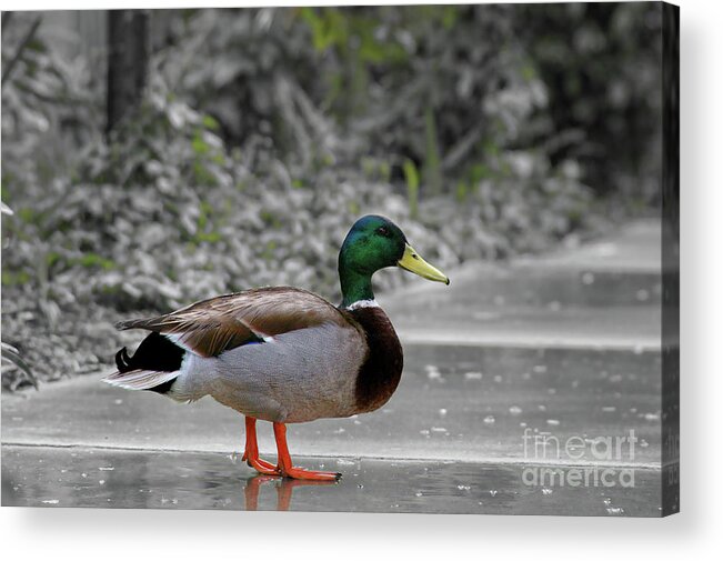 Duck Acrylic Print featuring the photograph Lost Duck by Mariola Bitner