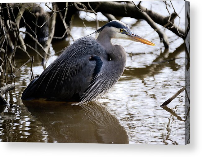 Terry Elniski Photography Acrylic Print featuring the photograph Lost Lagoon Great Blue Heron 1 by Terry Elniski