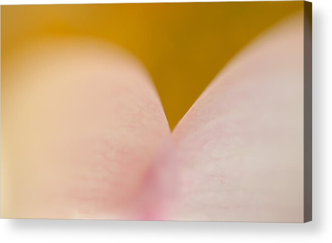 Lotus Acrylic Print featuring the photograph Lotus Abstract 7 by Catherine Lau