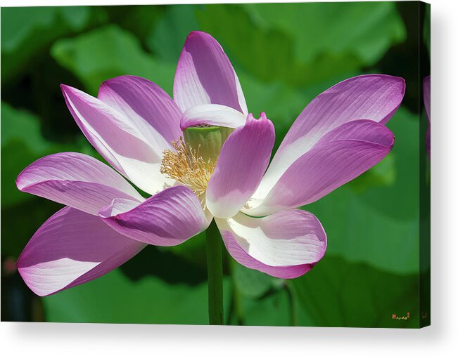 Lotus Acrylic Print featuring the photograph Lotus--Center of Being--Protective Covering i DL0087 by Gerry Gantt