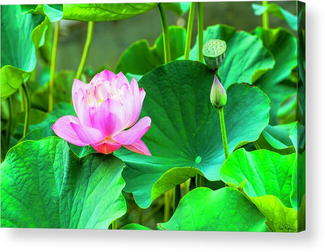 Lotus Flower Acrylic Print featuring the photograph Lotus Flower by Dee Browning
