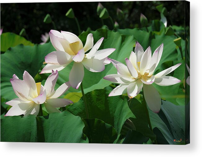 Lotus Acrylic Print featuring the photograph Lotus--Sisters iv DL0085 by Gerry Gantt