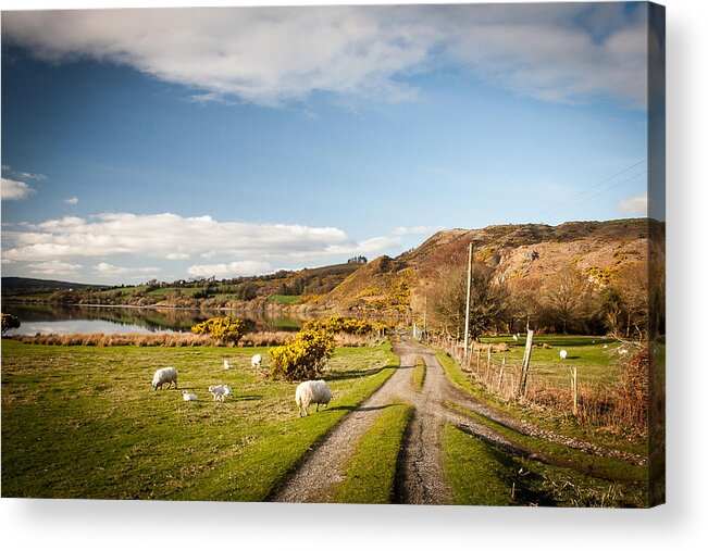 Lough Guitane Acrylic Print featuring the photograph Lough Guitane Sheep by Mark Callanan