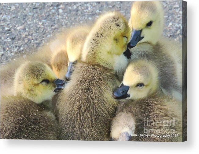 Goslings Acrylic Print featuring the photograph Love Is All Around by Tami Quigley