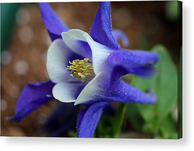 Columbine Acrylic Print featuring the photograph Love Match by Michiale Schneider