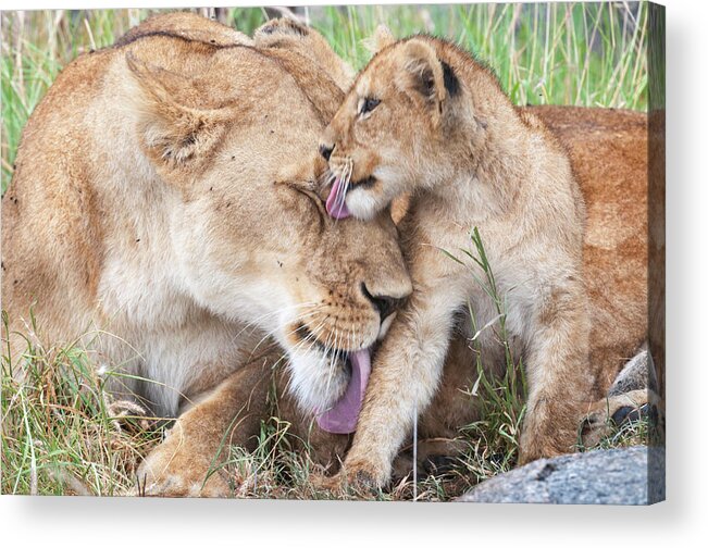 Africa Acrylic Print featuring the photograph Love you mommy. by Usha Peddamatham