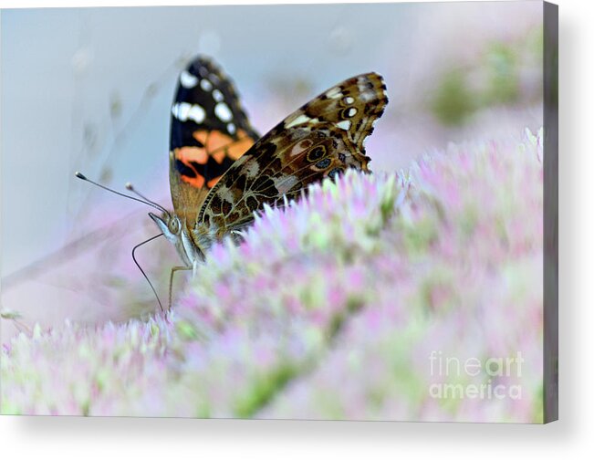 Insect Acrylic Print featuring the photograph Lovely by Deb Halloran