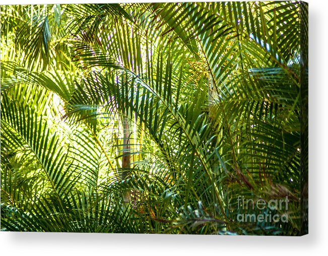 Tropics Acrylic Print featuring the photograph Loves Embrace by Roselynne Broussard