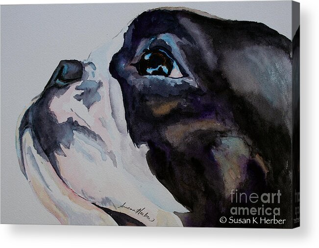 Boston Terrier Acrylic Print featuring the painting Loving Soul by Susan Herber