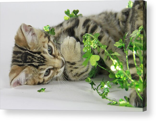 Bengal Acrylic Print featuring the photograph Lucky Kitten by Shoal Hollingsworth