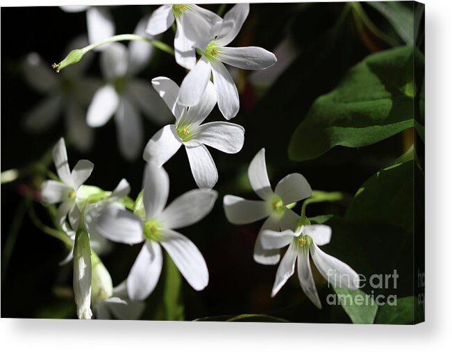 Shamrock Flowers Acrylic Print featuring the photograph Lucky Light by Karen Adams