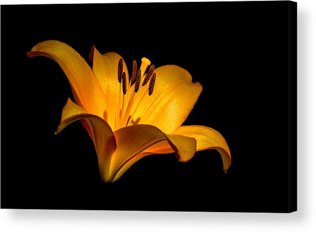 Lilly Acrylic Print featuring the photograph Luminous Lilly by Len Romanick