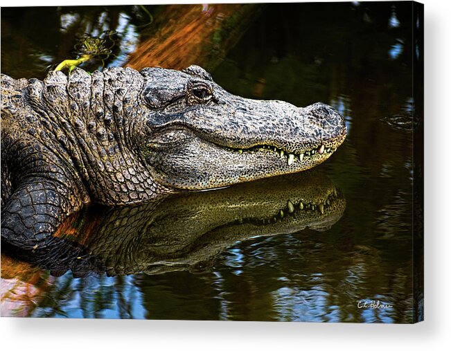 Alligator Acrylic Print featuring the photograph Lump On A Log by Christopher Holmes