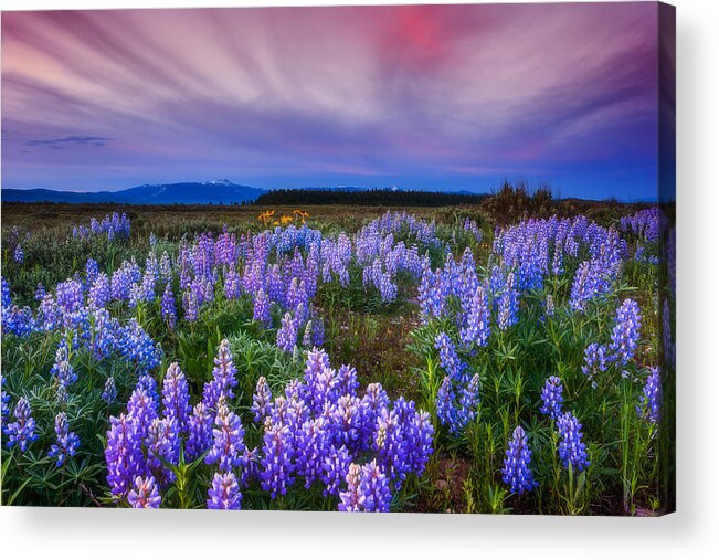 Wildflowers Acrylic Print featuring the photograph Lupine Morning by Darren White