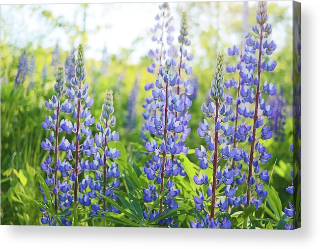 Lupines Acrylic Print featuring the photograph Lupines by Holly Ross