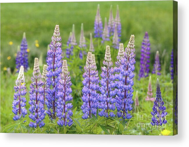 Lupine Acrylic Print featuring the photograph Lupines by Rod Best