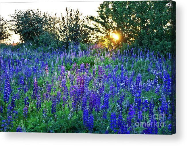 Field Of Lupins Acrylic Print featuring the photograph Lupins in the Sunbeam by Maria Janicki