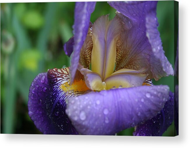 Iris Acrylic Print featuring the photograph Luscious Blooming Iris by Mary Gaines