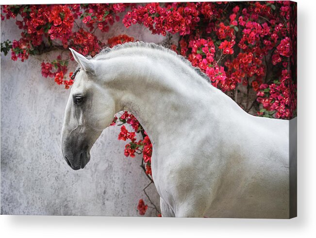 Russian Artists New Wave Acrylic Print featuring the photograph Lusitano Portrait in Red Flowers by Ekaterina Druz