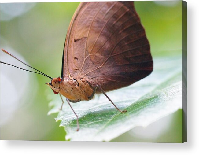 Butterfly Acrylic Print featuring the photograph Macro Brown Butterfly by Mike Murdock