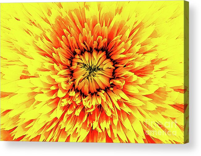 Macro Acrylic Print featuring the digital art Macro Flower Petals by Phil Perkins