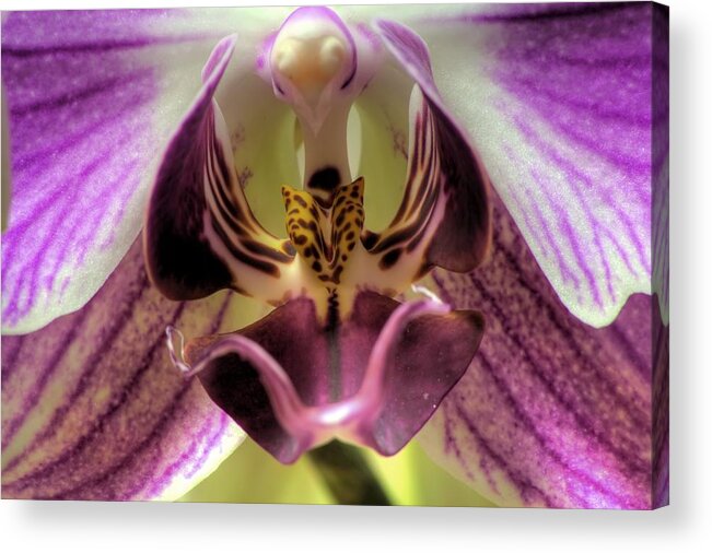 Hdr Acrylic Print featuring the photograph Macro Orchid by Brad Granger