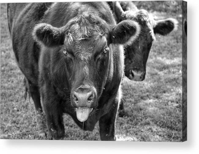 Cow Acrylic Print featuring the photograph Mad Cow by Joseph Caban