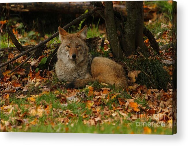 Coyote Acrylic Print featuring the photograph Made in the shade by Heather King