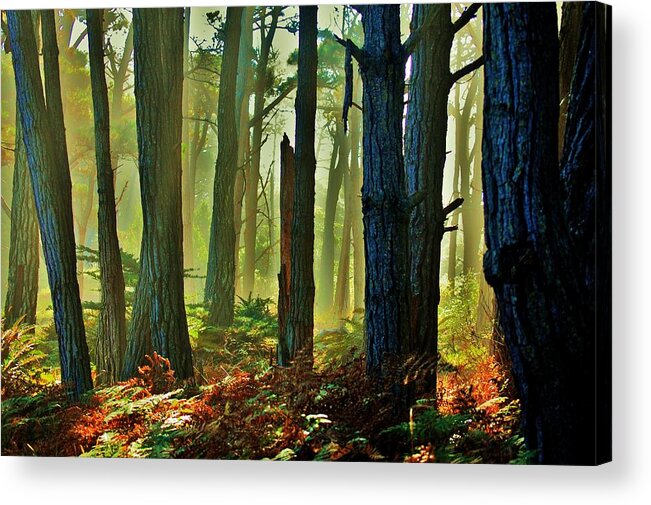 Forest Acrylic Print featuring the photograph Magic Forest by Helen Carson