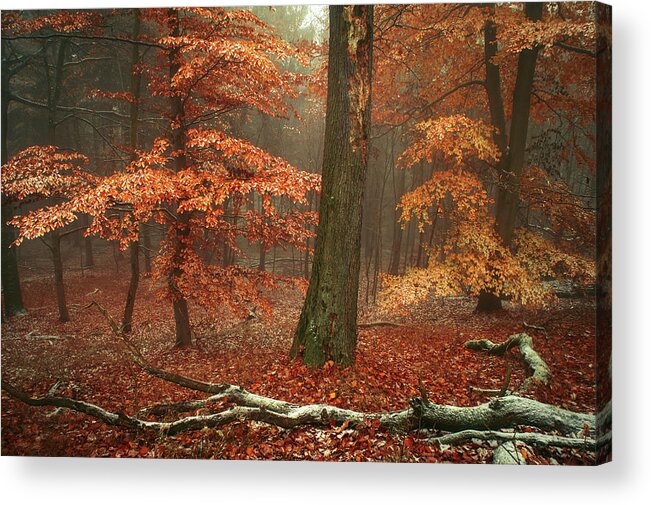 Jenny Rainbow Fine Art Photography Acrylic Print featuring the photograph Magic of Fall Woods by Jenny Rainbow