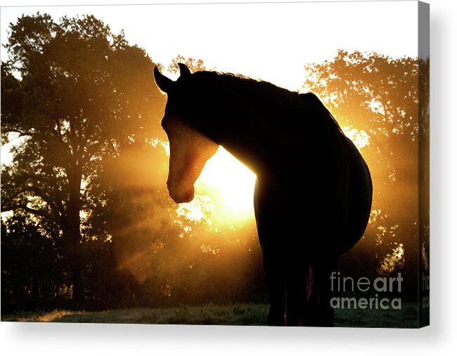 Horse Acrylic Print featuring the photograph Magical Sunrise by Sari ONeal