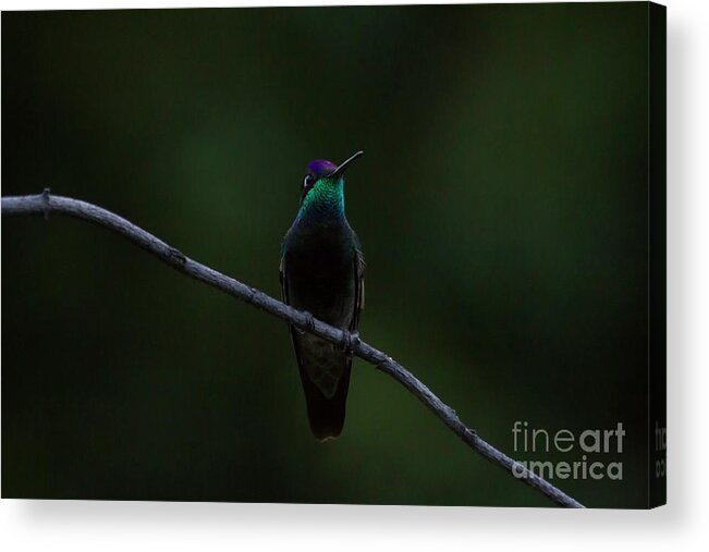 Magnificent Hummingbird Acrylic Print featuring the photograph Magnificent is my name by Ruth Jolly