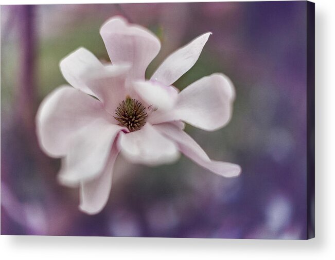Magnolia Acrylic Print featuring the photograph Magnolia #1 by Yancho Sabev Art