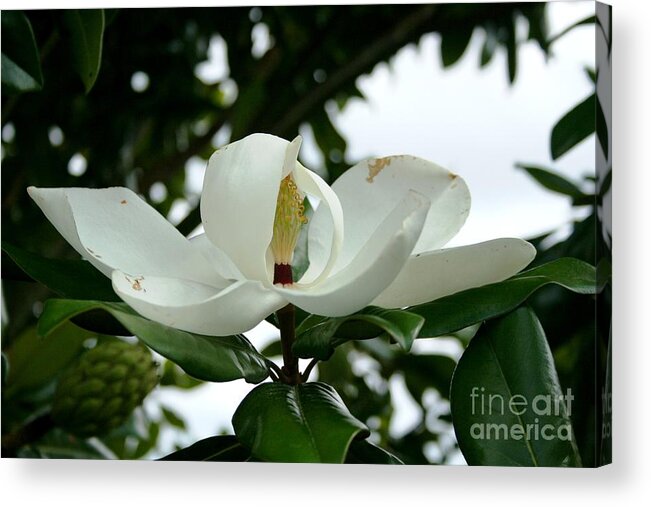 Flowers Acrylic Print featuring the photograph Magnolia by John Black