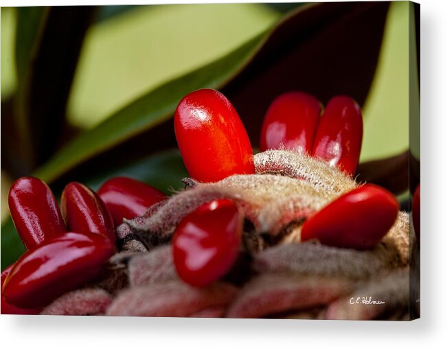 Seed Acrylic Print featuring the photograph Magnolia Seeds by Christopher Holmes