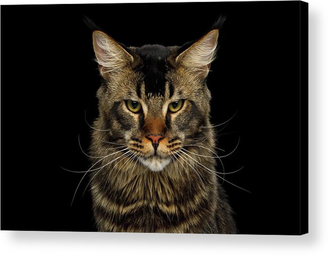 Maine Acrylic Print featuring the photograph Maine Coon Cat by Sergey Taran