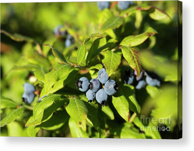Eat Acrylic Print featuring the photograph Maine Wild Blueberries by Alana Ranney