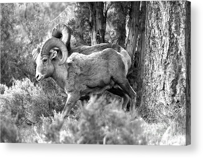 Bighorn Acrylic Print featuring the photograph Majestic In The Cliffs Of Lamar Valley Black And White by Adam Jewell