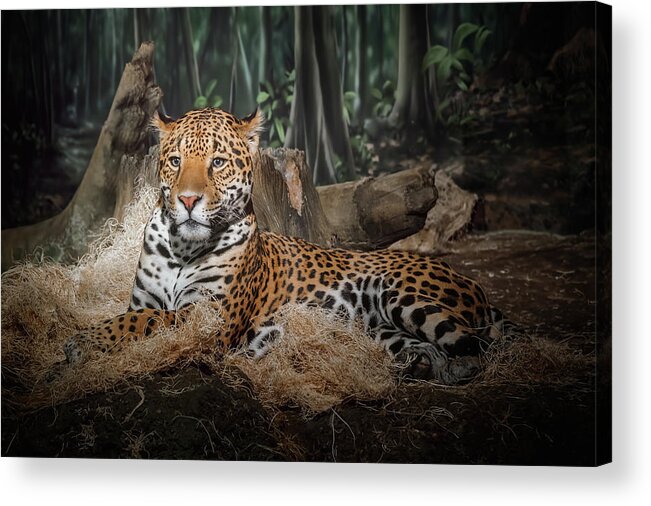 #faatoppicks Acrylic Print featuring the photograph Majestic Leopard by Scott Norris