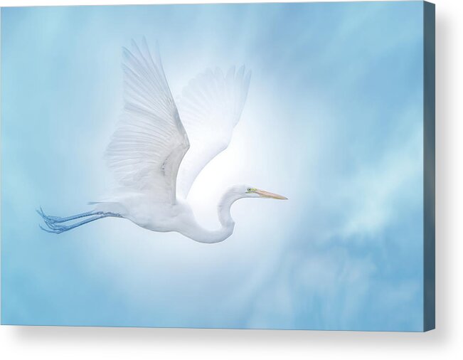 Great White Egret Acrylic Print featuring the photograph Majesty of the Skies by Mark Andrew Thomas