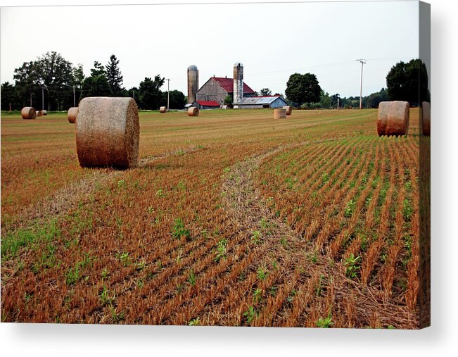 Hay Acrylic Print featuring the photograph Make Hay by Debbie Oppermann